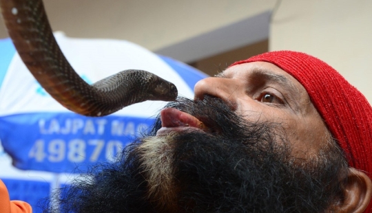 Nagapanchami is a Hindu holiday when everyone is cajoling snakes instead of work