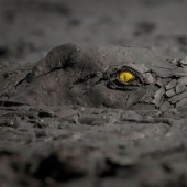 Nature fascinates: photos of the winners of GDT Nature Photographer of the Year 2020