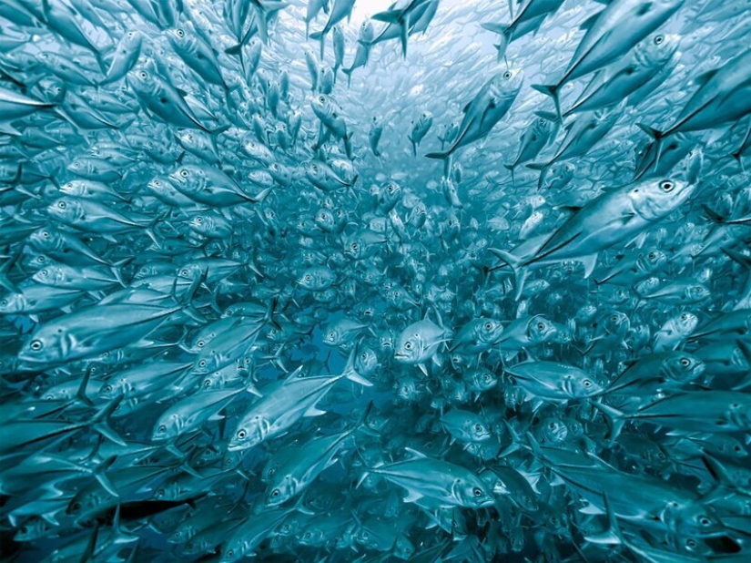 Nature fascinates: photos of the winners of GDT Nature Photographer of the Year 2020