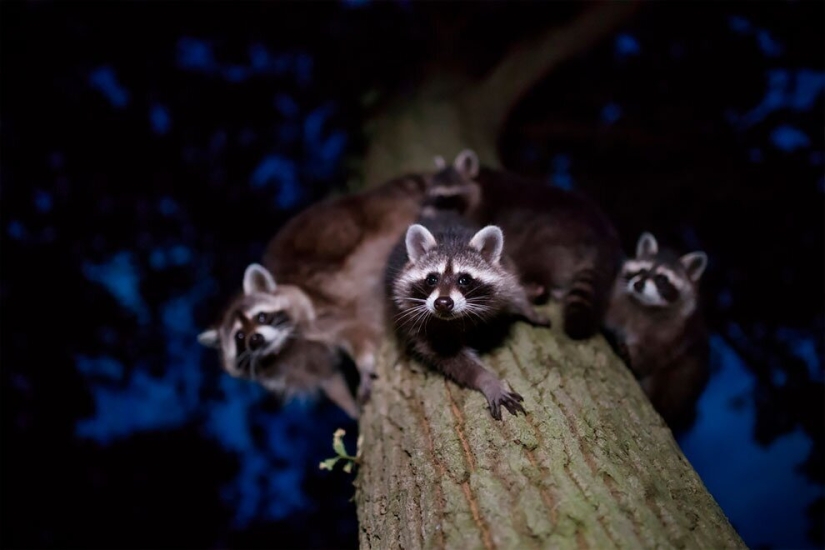 Nature fascinates: photos of the winners of GDT Nature Photographer of the Year 2020