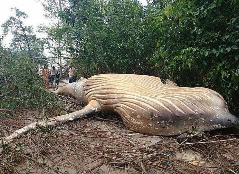 Nature has thrown up a riddle: a 10-meter whale was discovered in the Amazon jungle Nature has thrown up a riddle: a 10-meter whale was discovered in the Amazon jungle