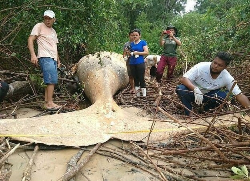 Nature has thrown up a riddle: a 10-meter whale was discovered in the Amazon jungle Nature has thrown up a riddle: a 10-meter whale was discovered in the Amazon jungle