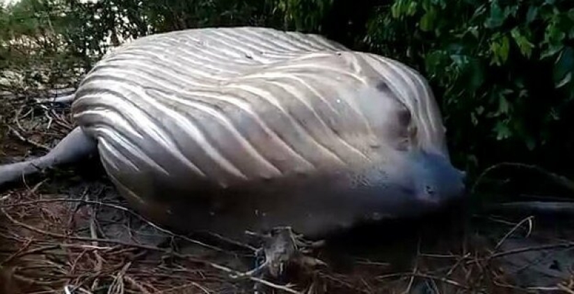 Nature has thrown up a riddle: a 10-meter whale was discovered in the Amazon jungle Nature has thrown up a riddle: a 10-meter whale was discovered in the Amazon jungle