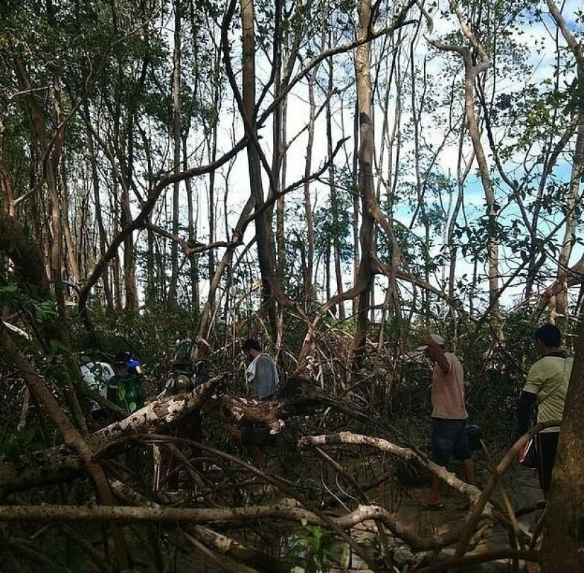 Nature has thrown up a riddle: a 10-meter whale was discovered in the Amazon jungle Nature has thrown up a riddle: a 10-meter whale was discovered in the Amazon jungle