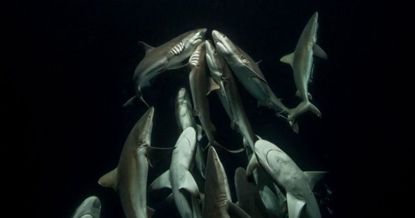 "Nature knows no mercy, but there is no hatred in it": the photographer has been shooting for 4 years how a pack of sharks hunts