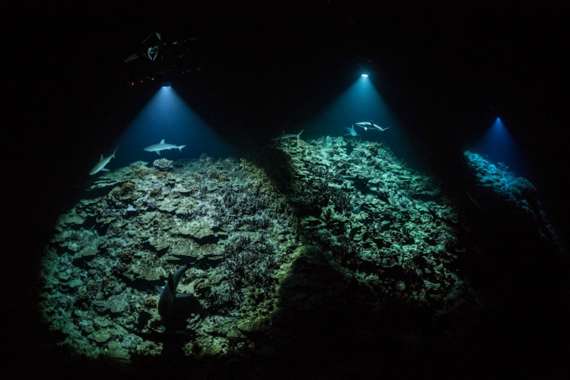 "Nature knows no mercy, but there is no hatred in it": the photographer has been shooting for 4 years how a pack of sharks hunts