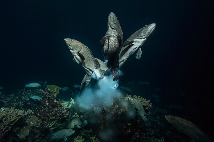 "Nature knows no mercy, but there is no hatred in it": the photographer has been shooting for 4 years how a pack of sharks hunts