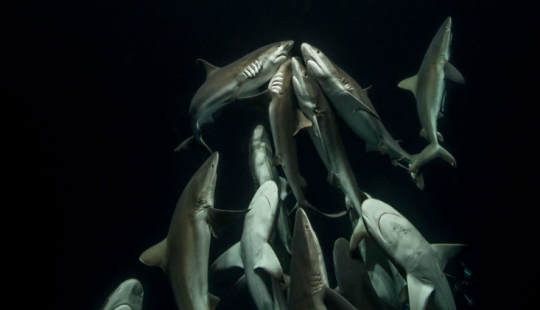 "Nature knows no mercy, but there is no hatred in it": the photographer has been shooting for 4 years how a pack of sharks hunts "Nature knows no mercy, but there is no hatred in it": the photographer has been shooting for 4 years how a pack of sharks hunts