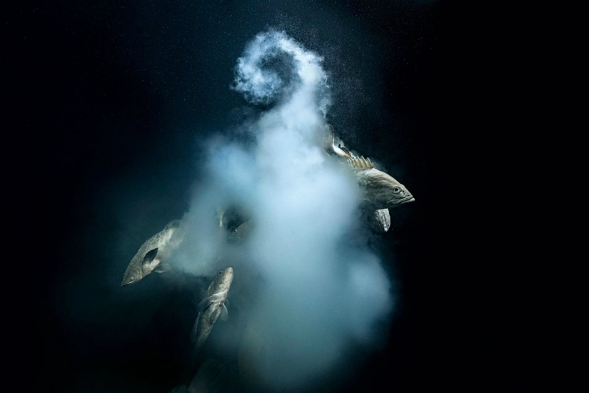 "Nature knows no mercy, but there is no hatred in it": the photographer has been shooting for 4 years how a pack of sharks hunts