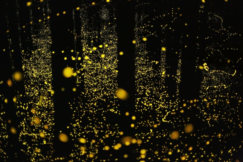 Neon Nights: Fireflies