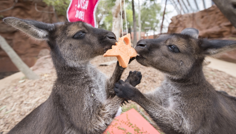 New Year and Christmas in Australian style: kangaroos instead of deer and Santa on a board with a paddle New Year and Christmas in Australian style: kangaroos instead of deer and Santa on a board with a paddle