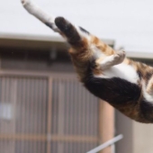 "Ninja Cat": Japanese man photographs animals during their martial practices