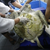 ¡No creerás lo que los veterinarios extrajeron de esta tortuga!