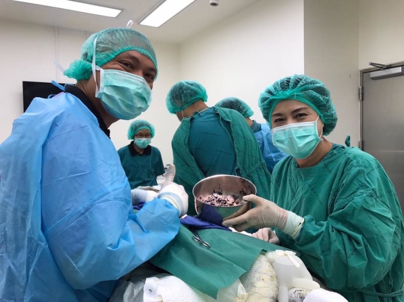 ¡No creerás lo que los veterinarios extrajeron de esta tortuga!