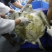 ¡No creerás lo que los veterinarios extrajeron de esta tortuga!
