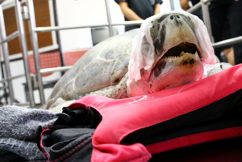 ¡No creerás lo que los veterinarios extrajeron de esta tortuga!