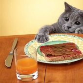 ¡No dejes la comida desatendida mientras estas mascotas estén cerca!