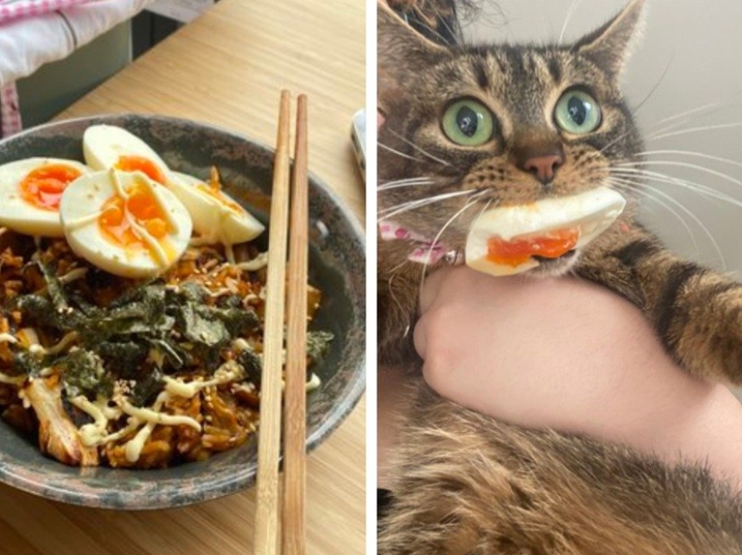 ¡No dejes la comida desatendida mientras estas mascotas estén cerca!