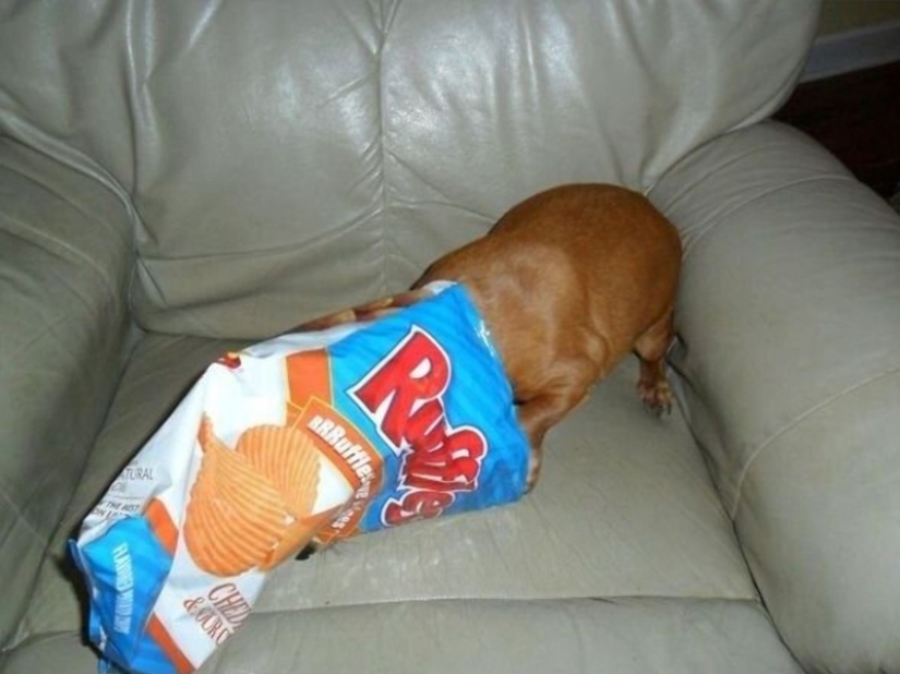 ¡No dejes la comida desatendida mientras estas mascotas estén cerca!