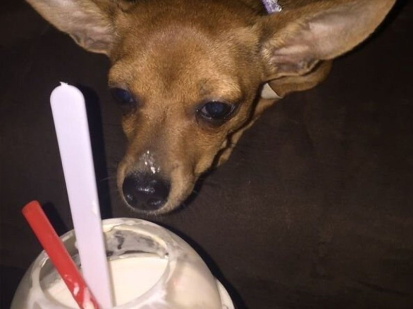 ¡No dejes la comida desatendida mientras estas mascotas estén cerca!