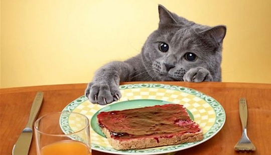 ¡No dejes la comida desatendida mientras estas mascotas estén cerca! ¡No dejes la comida desatendida mientras estas mascotas estén cerca!