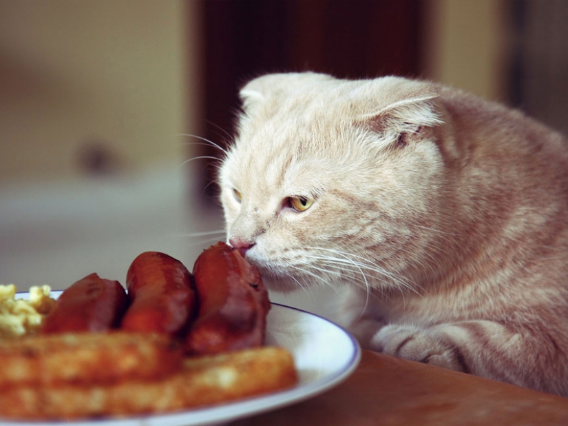 ¡No dejes la comida desatendida mientras estas mascotas estén cerca!