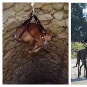 No es responsable de los que han sido domesticados: por qué los cazadores españoles abandonan masivamente a los galgos para morir