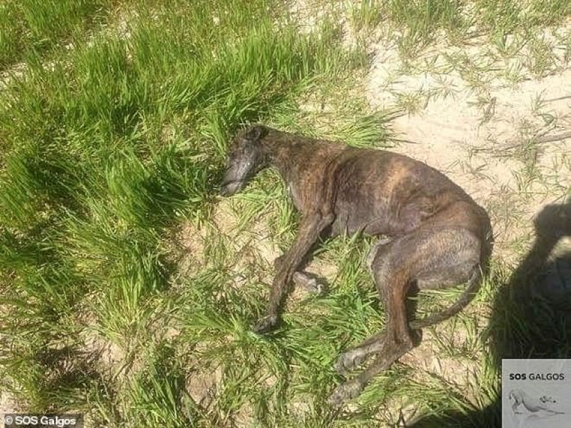 No es responsable de los que han sido domesticados: por qué los cazadores españoles abandonan masivamente a los galgos para morir
