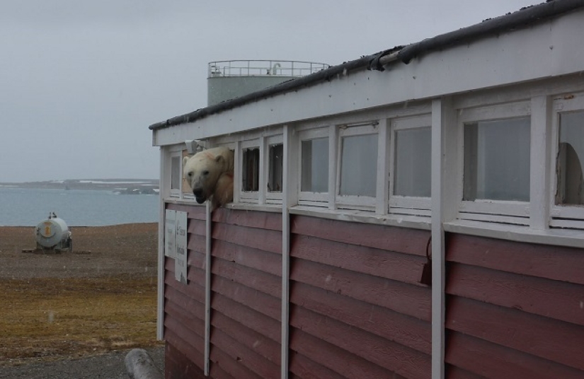 "No estoy atascado, solo estoy descansando": en Svalbard, un oso irrumpió en un almacén y no pudo salir