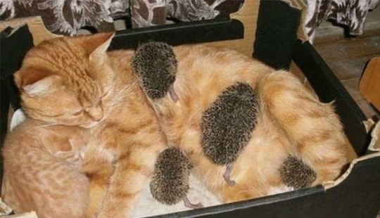 No hay hijos de otras personas