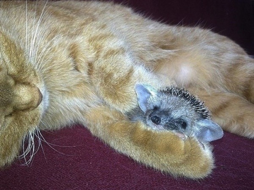 No hay hijos de otras personas No hay hijos de otras personas