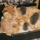 No hay hijos de otras personas