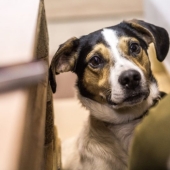 No puedes alimentarlos, pero puedes llevarlos a casa: se ha abierto un café con perros callejeros en Novosibirsk