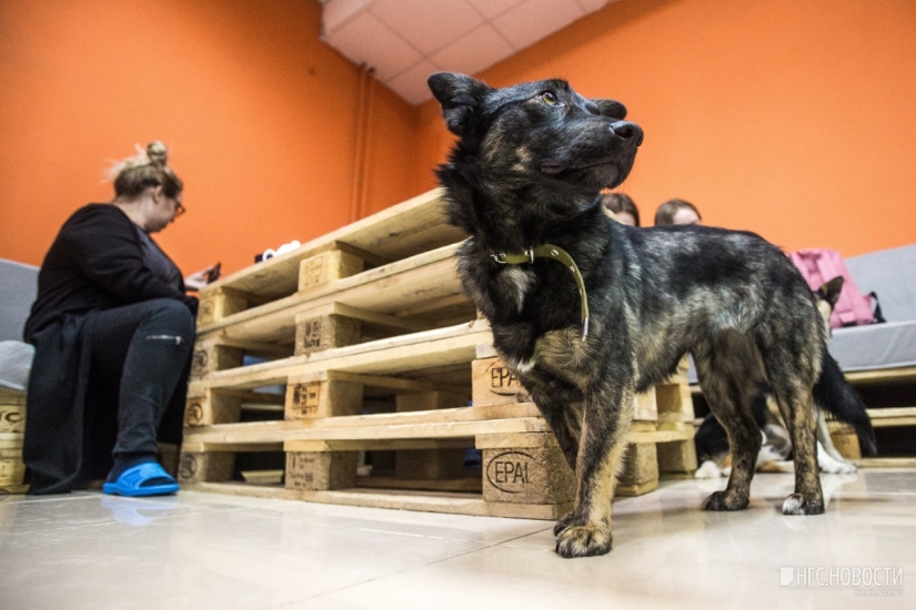 No puedes alimentarlos, pero puedes llevarlos a casa: se ha abierto un café con perros callejeros en Novosibirsk