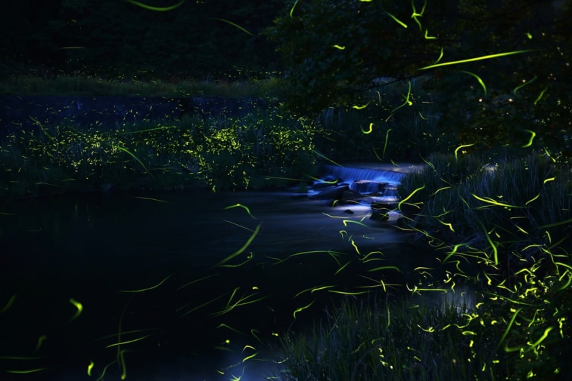 Noches de neón: luciérnagas