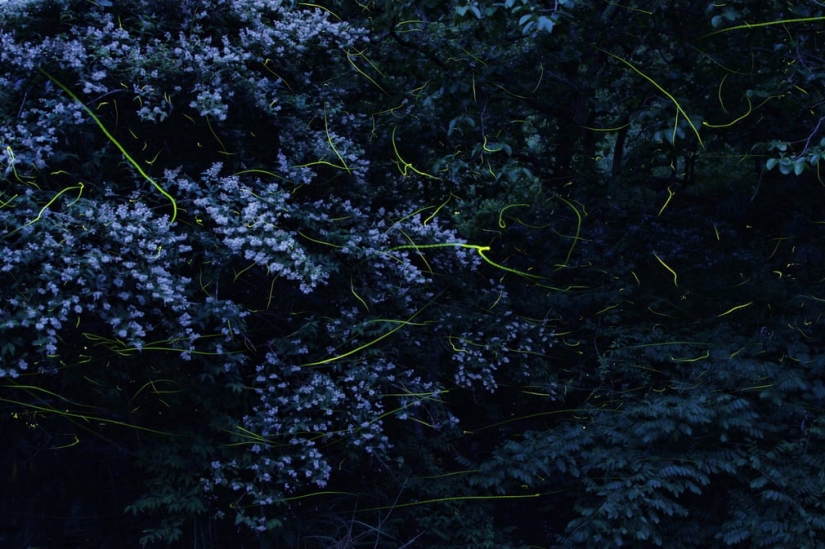Noches de neón: luciérnagas