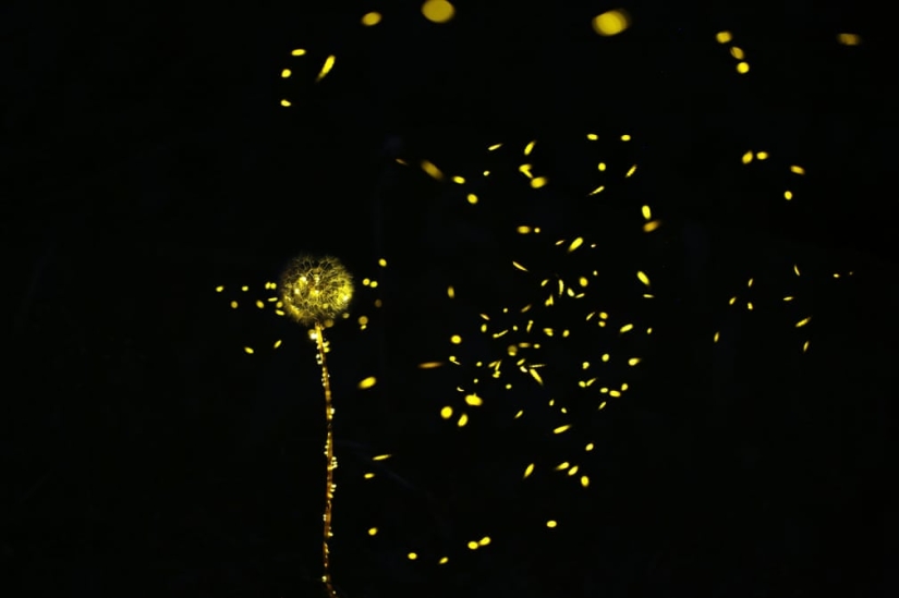 Noches de neón: luciérnagas