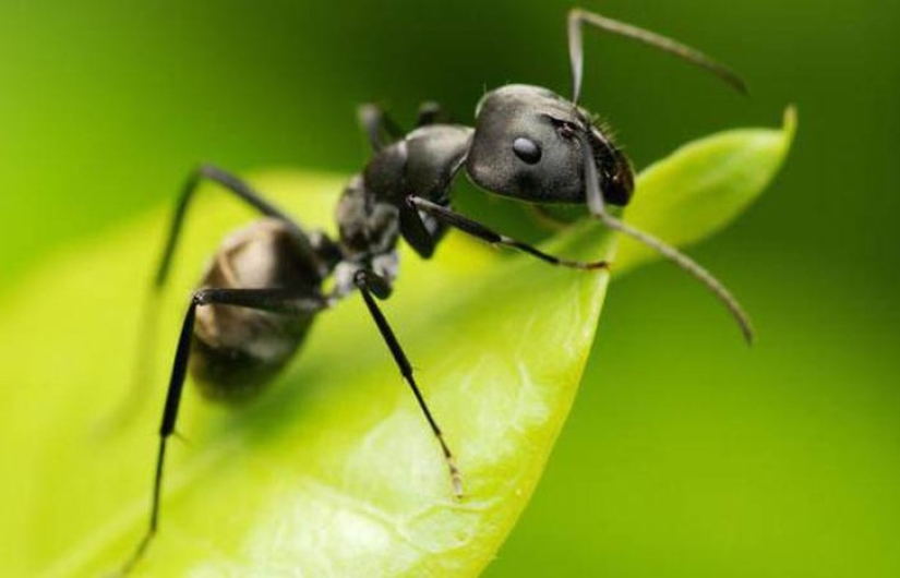 Not only inside: 12 most unusual, but effective ways to use vodka