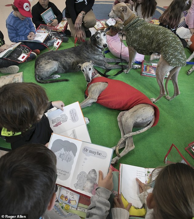 Not responsible for those who have been tamed: why Spanish hunters massively abandon greyhounds to die