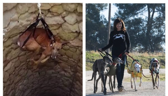Not responsible for those who have been tamed: why Spanish hunters massively abandon greyhounds to die