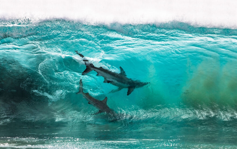 Ocean Photography Awards finalists just announced