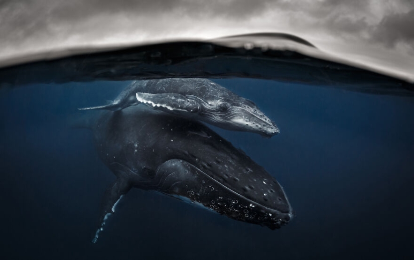 Ocean Photography Awards finalists just announced