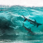 Ocean Photography Awards finalists just announced
