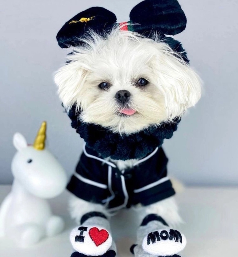 On style: a fashionable dog, similar to Elton John, has become an Internet star