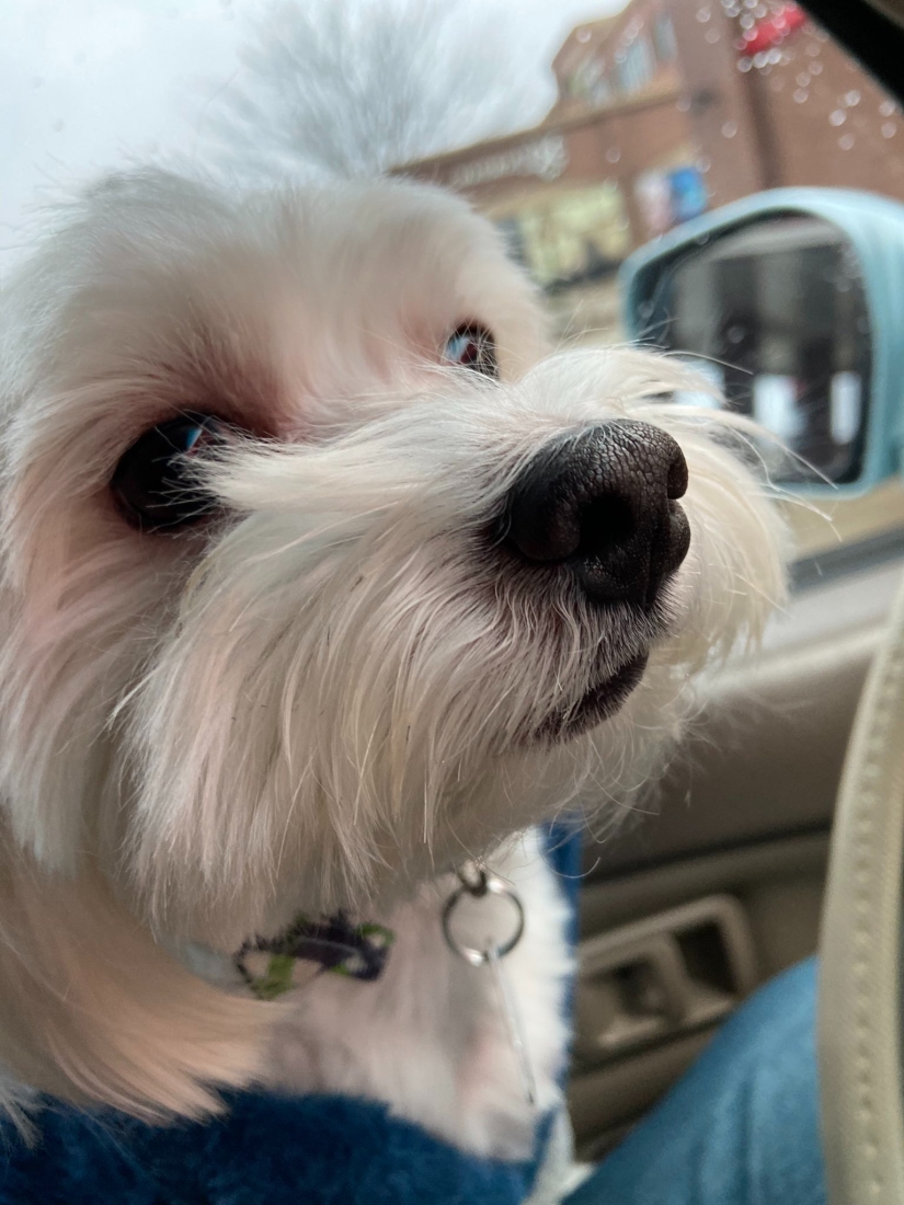 On style: a fashionable dog, similar to Elton John, has become an Internet star