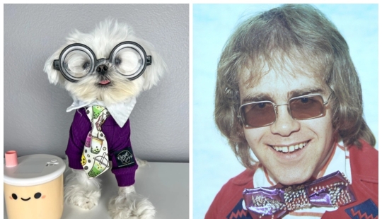 On style: a fashionable dog, similar to Elton John, has become an Internet star On style: a fashionable dog, similar to Elton John, has become an Internet star