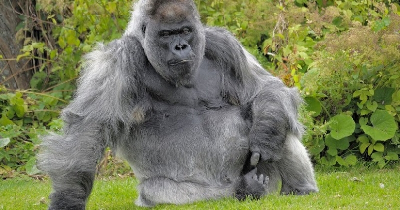 One of the oldest gorillas died in her own mansion with heating and TV