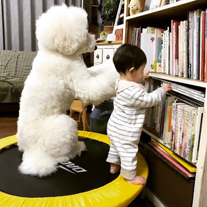 One-year-old Japanese girl, huge poodle and tender friendship