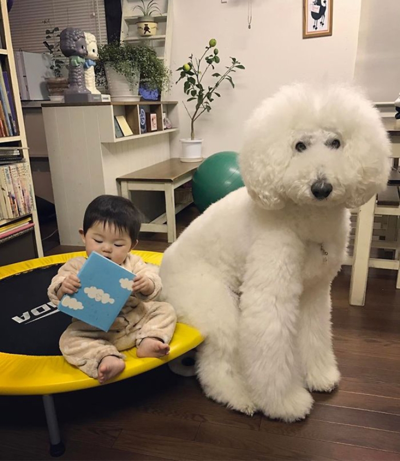 One-year-old Japanese girl, huge poodle and tender friendship