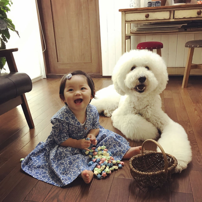 One-year-old Japanese girl, huge poodle and tender friendship